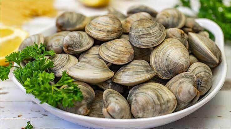 Fresh Clams